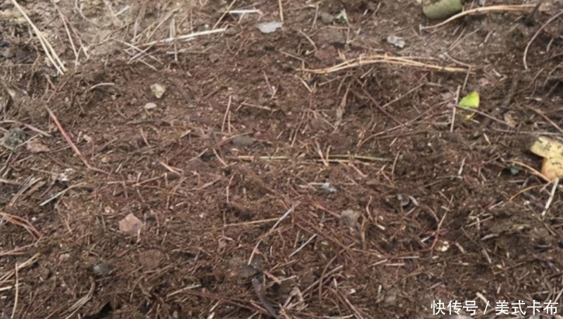 松针|此种养花土养啥旺啥,该怎么制作?混入它们,营养更全面