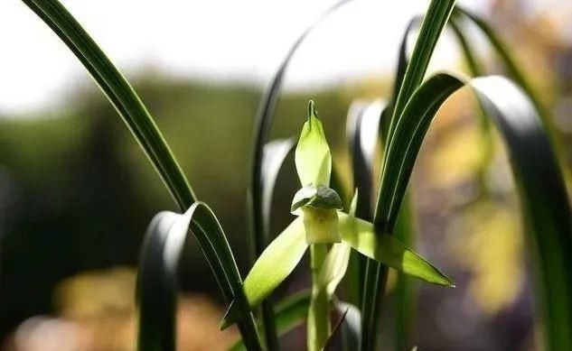 养好兰花的口诀，书本上学不到的经验，喜欢就收藏吧