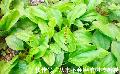 此物|失眠难入睡，莫慌！用此物泡水喝，补脑补血，远离失眠烦恼，排毒