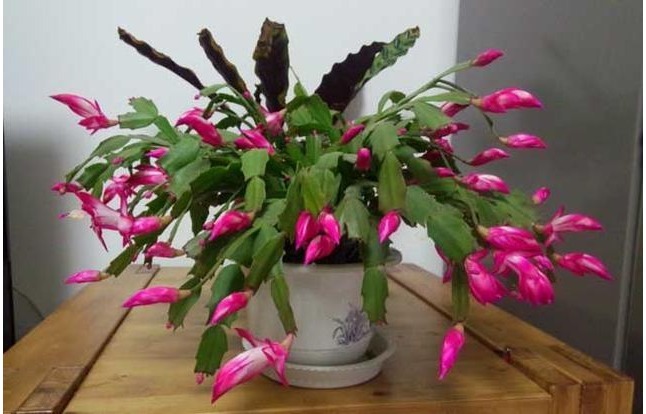 花开满枝比兰花都美!丢土里就能活,价格便宜容易爆盆