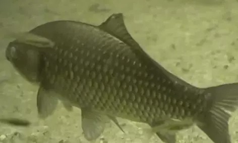 野钓调漂究竟调几钓几最合适?钓鱼高手这样调,从没有空军过!