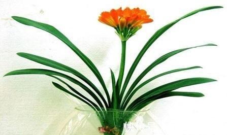 看君子兰的叶子，就知道缺啥，及时补，一片更比一片亮！