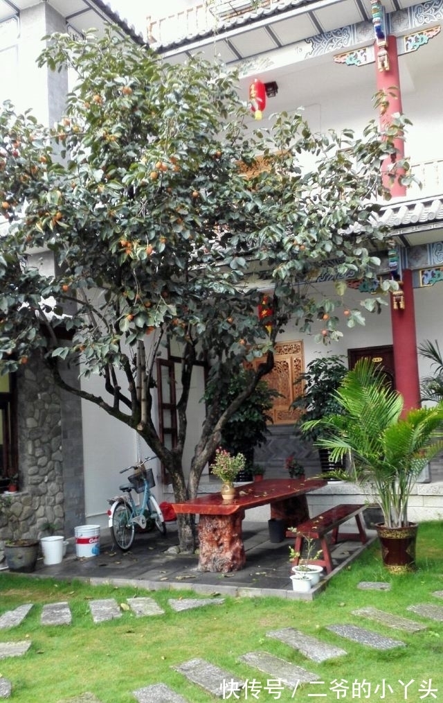 石榴树|家里有院子,就种5种“旺宅树”,观赏收果两不误,吉祥又实用