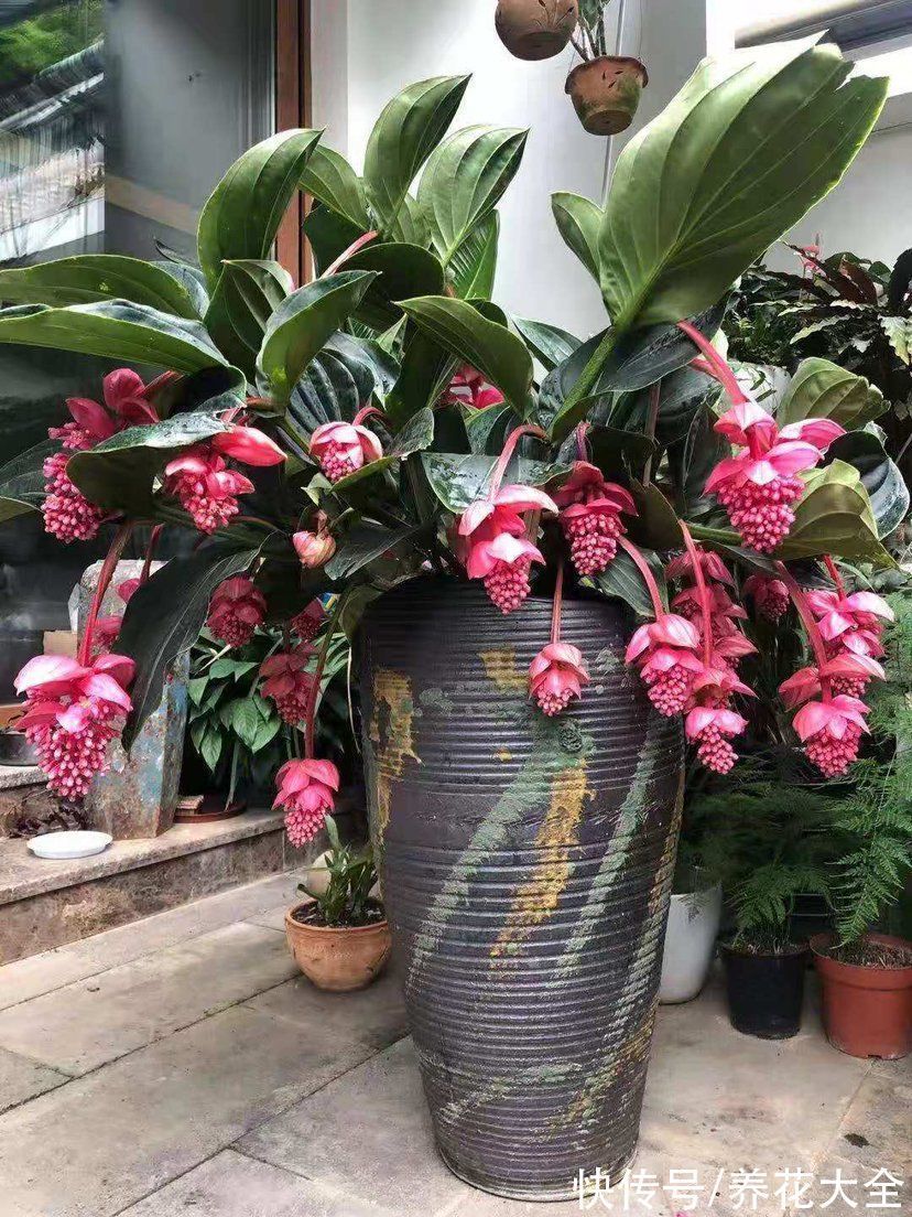 宝莲灯|6种“昂贵花”,工薪族一般都舍不得买,只能刷刷图片解馋