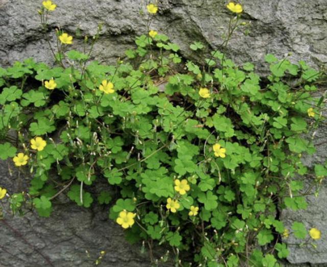 在阴湿的田野里，生长着1种“酸酸草”，根茎像“白萝卜”，珍贵