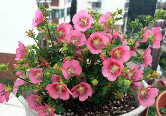 此花被称为“开花机器”，全年开花不断，花开繁盛惹人爱，美爆了