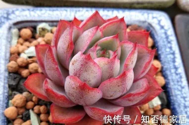 有一种多肉叫赫拉,出状态后又纯又欲,没有经验的新手也能养好它