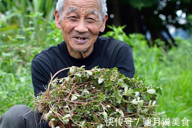 凉拌|夏季野外随便挖，农民却有妙用，南北方都爱吃，城市只卖3元一斤