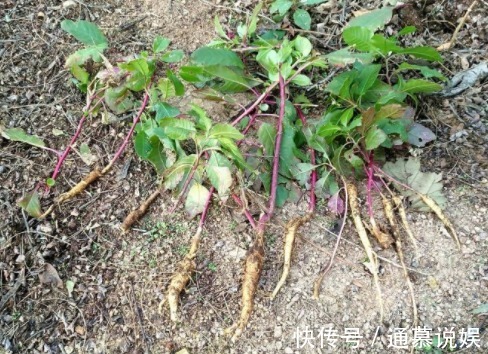 商陆|农村常见的“葡萄串”，嫩茎叶是上好野菜，殊不知根部价值更高