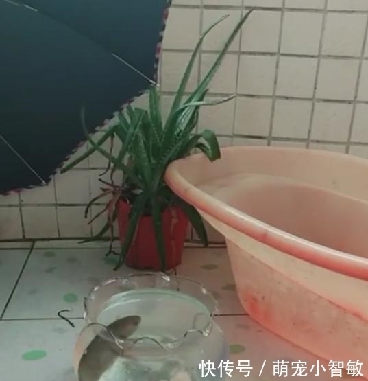 这鱼带回家后才明白为什么能在路边捡到它, 网友 这鱼叫六眼飞鱼