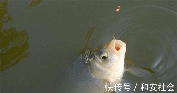 钓灵|天冷钓不到鱼?那是策略不对路子,5个调整策略,助你板鲫连竿上