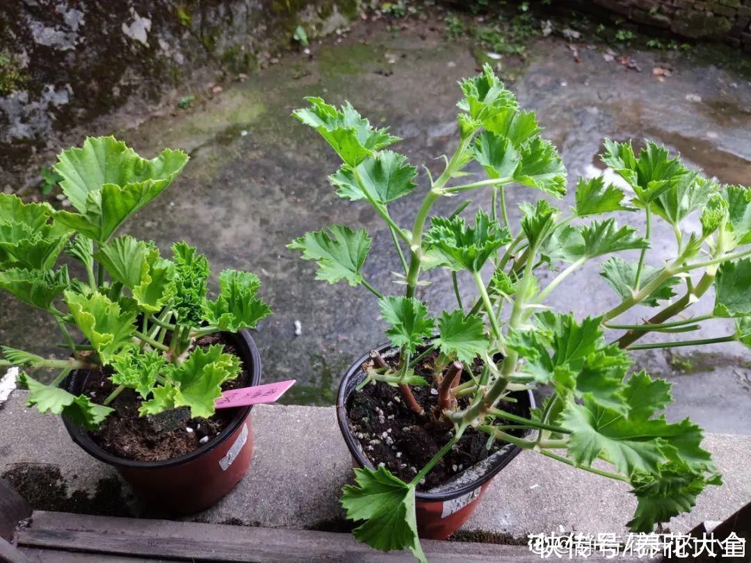 三角梅|天热要修剪的花，不剪死得快，活不过夏天