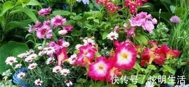 厨房里的1种调味料，用来养花，花苞呼呼长，养一盆旺一盆！