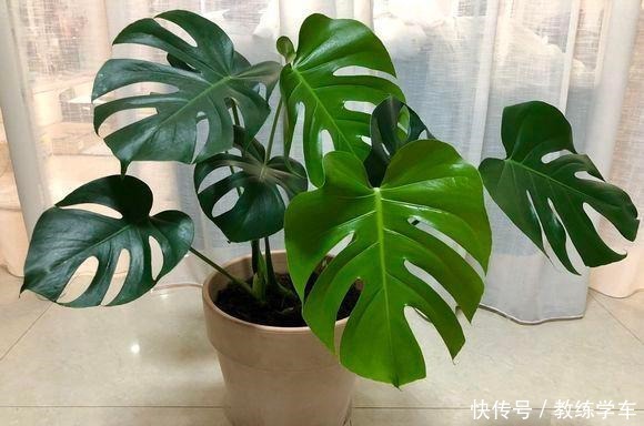 5种花就该养在没有阳光的地方,天天晒太阳反而长不好!