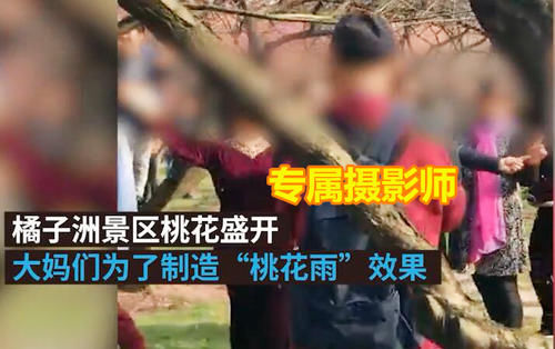 老年|湖南一群大妈强行摇拽景区桃树，只为拍照营造出“桃花雨”的画面