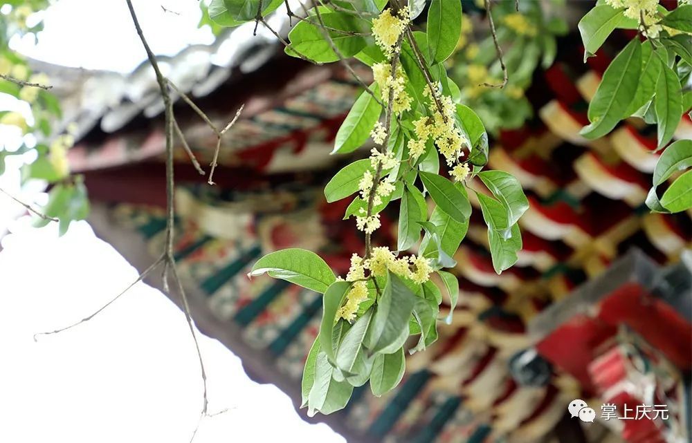 高温|真香！高温“搅乱”花期，桂花虽迟但到