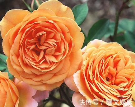 芳香|喜欢月季养盆“它”,花香胜玫瑰,四季反复开花,家养一盆值得