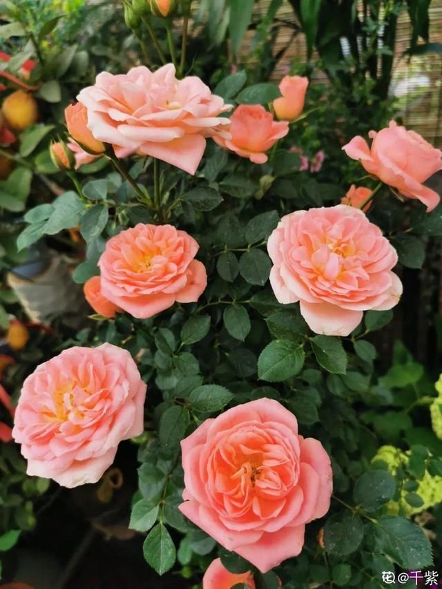 1粒小药片,碾碎丢水里,花像吃了兴奋剂疯长