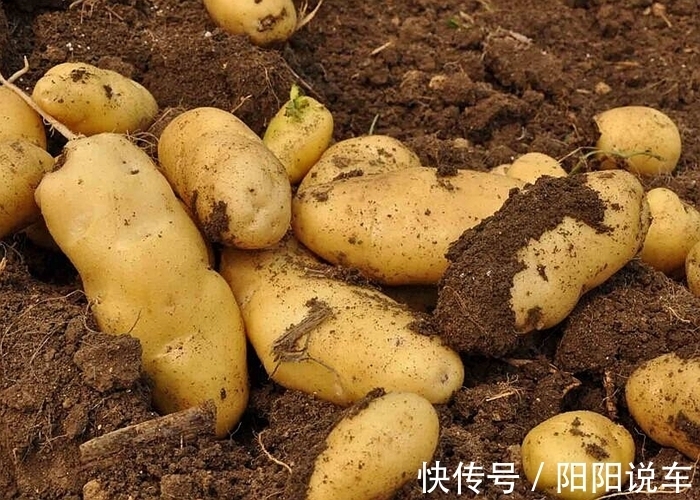 不管家里多有钱,泡完土豆丝的水别倒掉,真的“值钱”,涨知识了