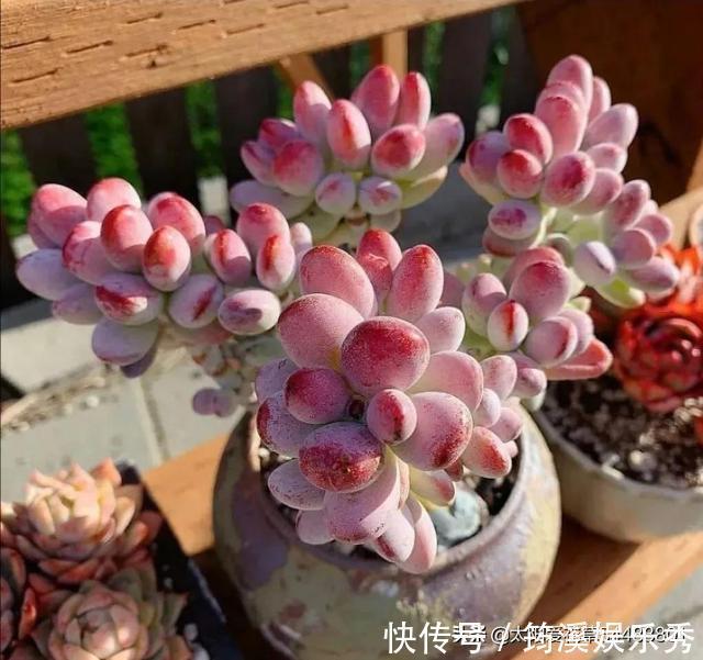 胖嘟嘟|怎么把多肉养得胖嘟嘟？做好5个关键点株型紧凑又好看
