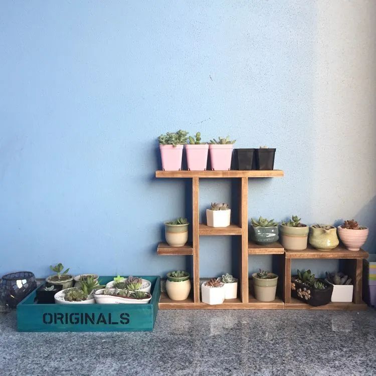 面朝大海的多肉们,在四季变迁中生生不息!