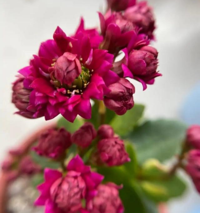 花色|75个长寿花品种，一个比一个美，一起来认识一下吧！