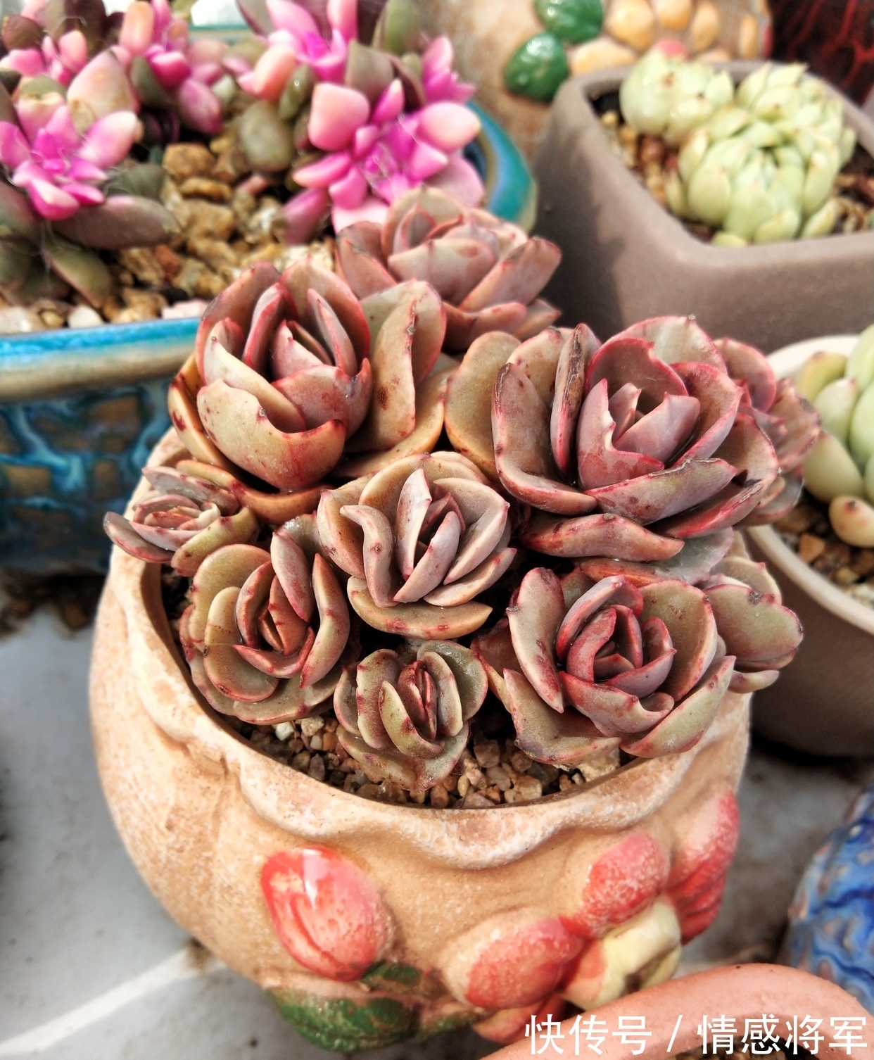 叶片|多肉红宝石,秀妍,沙罗姬牡丹,蜡牡丹等如何快速出状态