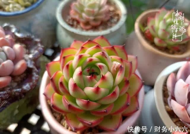 揭秘：那些干净又温暖的多肉照片从哪里来？