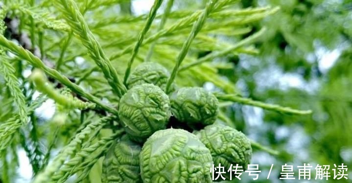 药用价值|专家:寒热毒气重,莫慌!常食此野果,理气止痛,赶走体内寒毒