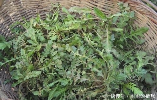 三月吃野菜正当时，错过了要等一年，8种野菜，你们吃过几种？