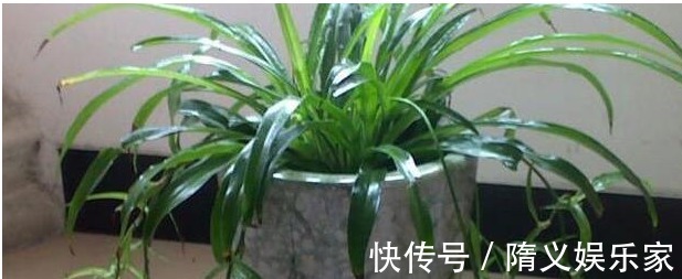 用筷子戳个洞,滴上几滴“它”,“4种花”超喜欢,蹭蹭长不停!