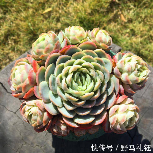 多肉|现在开始,养多肉植物给它浇一种水,一个月胖一圈