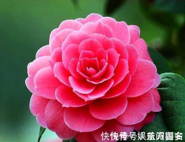 茶花|家里养花，就选4种耐旱花，好养又漂亮，开成小花海！