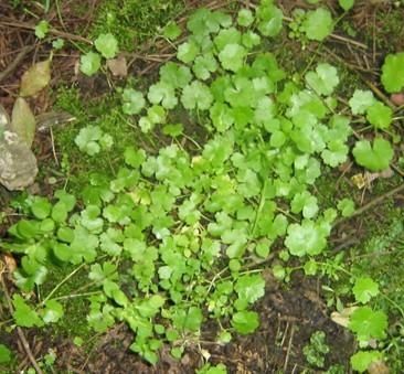 春暖花开，农村的此8种野菜，味道鲜营养价值高，给千金都不换