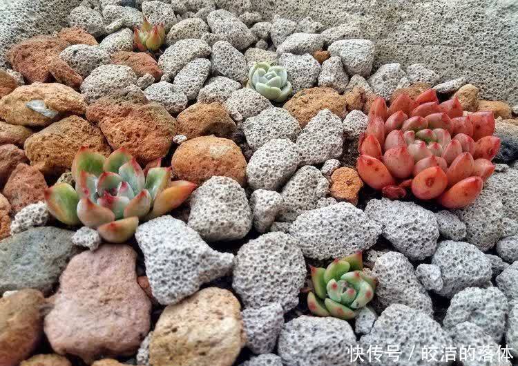 如莲似花,美好心情由你而始!