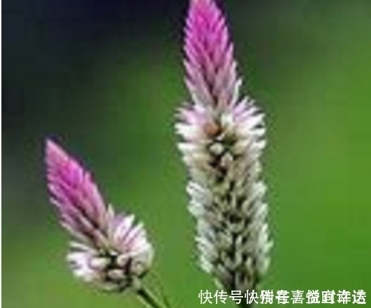 野草|农村经常见到的这种野草,却有大功效,遇见了一定要手下留情