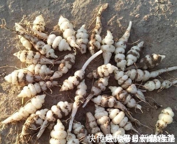 野菜|农村常吃的6种野菜,若你只吃过2种,都不好意思说自己是农村人