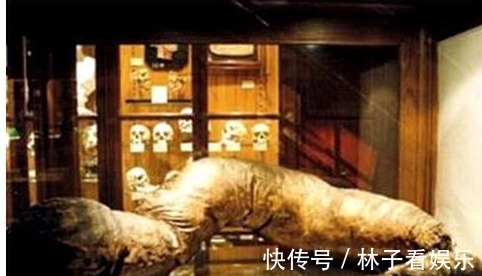 游客|他三年没上大便活活憋死,巨型大肠被放博物馆展览,吸引百万游客