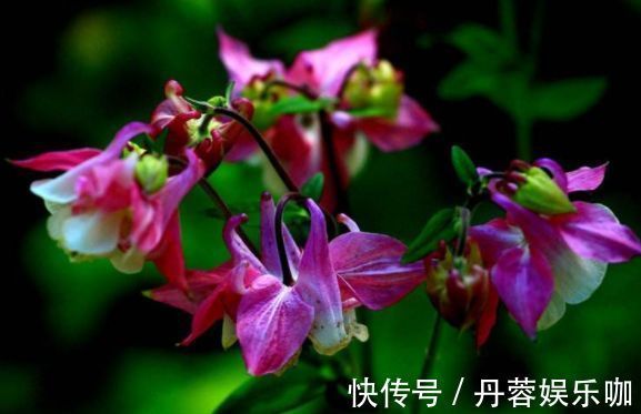 家里养此款花卉,便宜又好养,花朵美艳迷人,养在家中香飘满屋