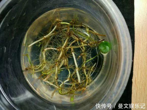 这4种花,不用土只用水,就能养成绿窗帘!