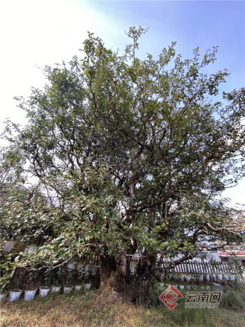 【新春走基层】探访大滇西旅游环线上的白莺山千年古茶树群