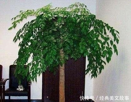 4种花,大户人家养的多,个个四季常青寓意好