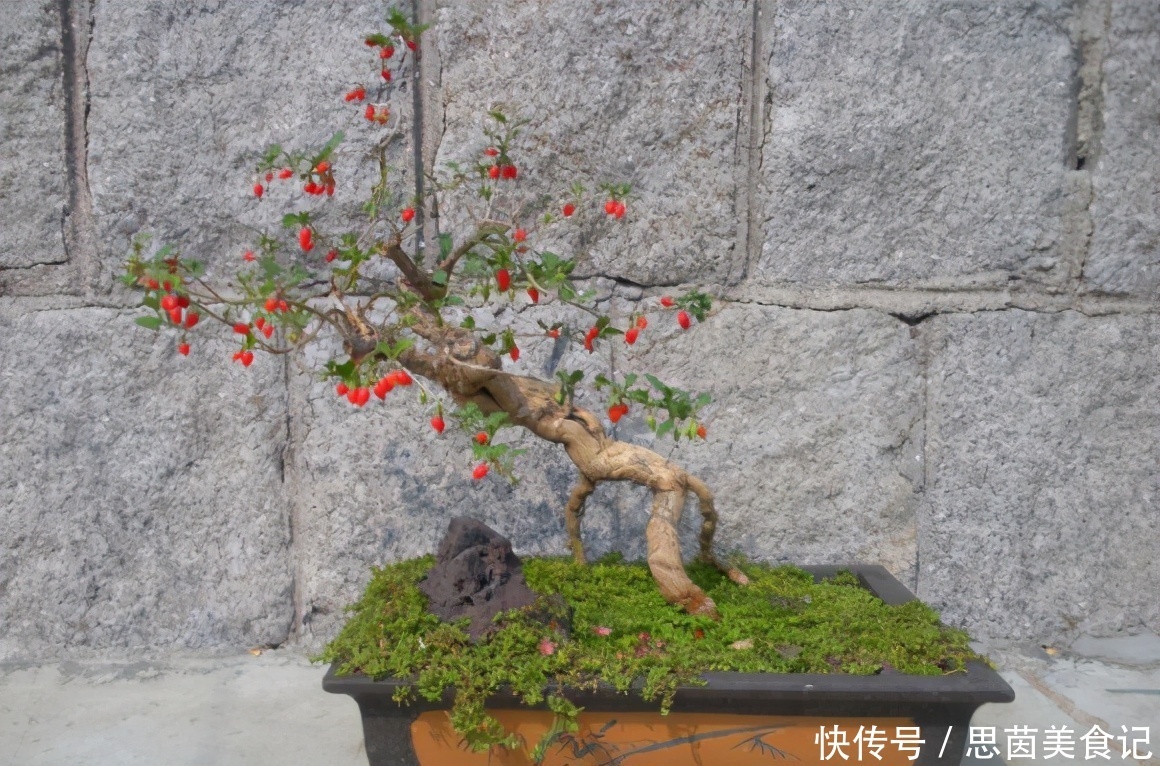 薄荷|这3款植物既能赏又能吃,盆栽养眼、养身!