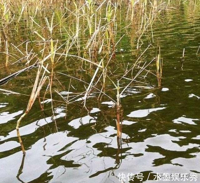 别再抢老钓位了,“秋老虎”鱼儿都藏在这,选这垂钓事半功倍