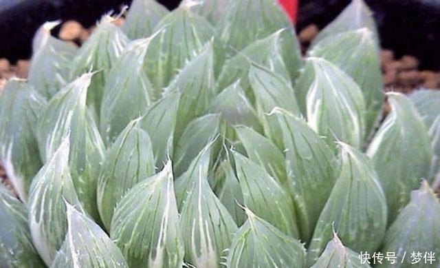 多肉植物|这种多肉千万不能晒,晒一下分分钟死给你看,最后只剩盆