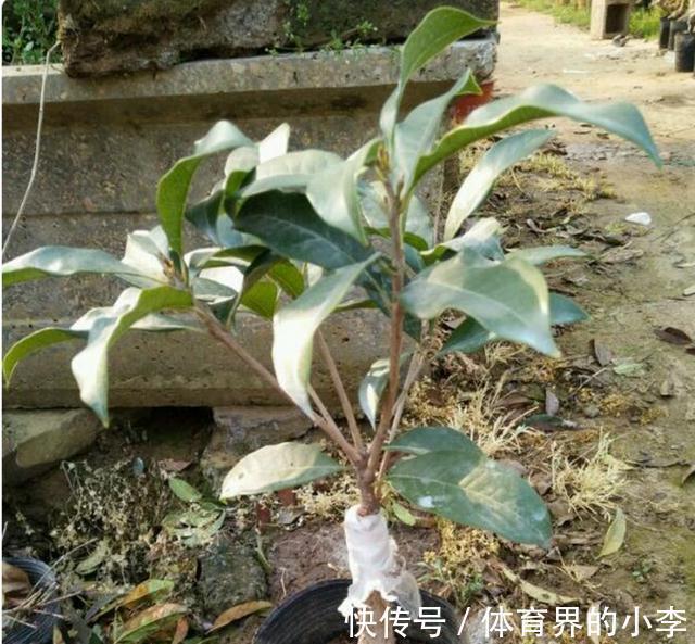 这2种花你确定不养吗,随便都能扦插繁殖,越养越多还能卖