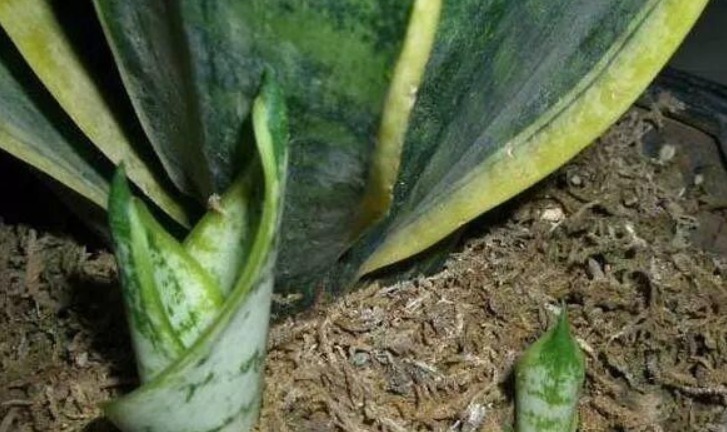 君子兰、虎皮兰,“它”的汁液滴上3—4滴,统统窜“爆”盆