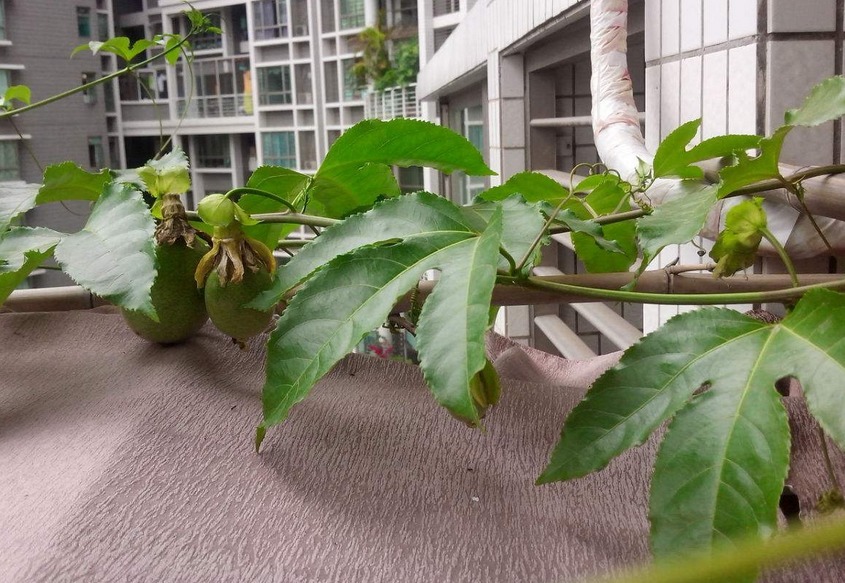 百香果|养花不如养果树系列盆栽这3款，观赏和品尝，一举两得