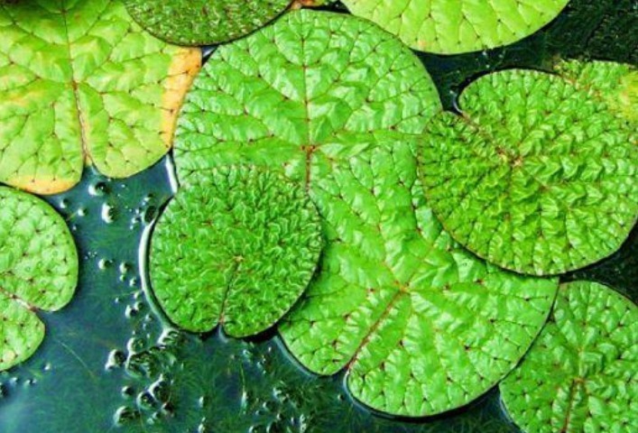 人参菜|农村三大野菜,润肺生津,强身健体,如今城里人想吃买不到