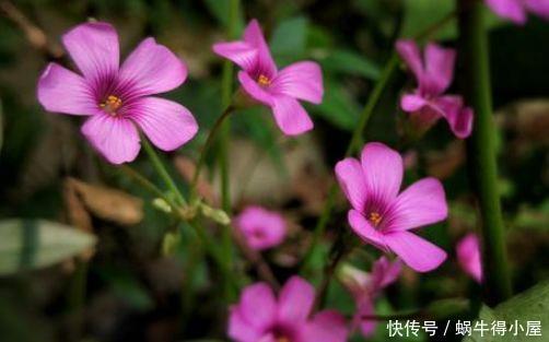 4种完美的阳台盆栽，花美似牡丹，四季开不停